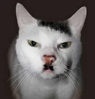 Nazi Cat