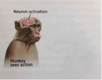 neuron activation