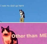 No god up here cat