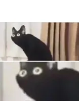 Oh No Black Cat