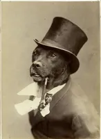 Old Money Dog