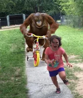 Orangutan chasing girl on a tricycle