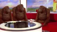 orangutan interview