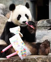 Panda Birthday