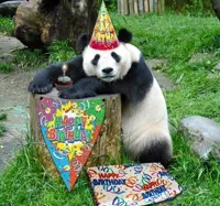 Panda Birthday