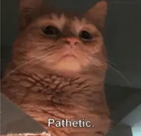 Pathetic Cat