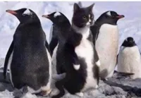 Penguin cat