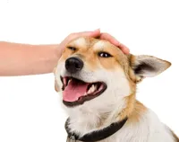 Petting a Dog