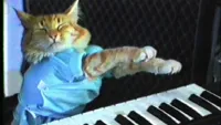 Piano cat