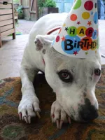 Pitbull Birthday Hat