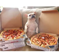 Pizza Dog