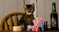 Poker Cat