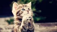 Praying cat