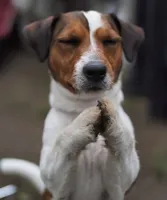 praying dog