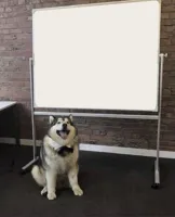 Professor Doggo