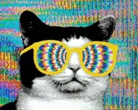 psychedelic cat