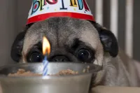 Pug birthday week