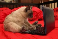 quit looking at cats online