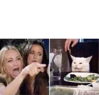 Real housewives screaming cat