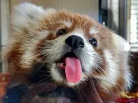 Red Panda Birthday