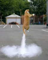 Rocket cat