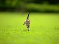 Running Cat