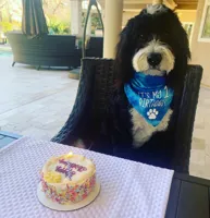 sad birthday dog