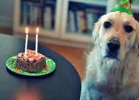 sad birthday dog