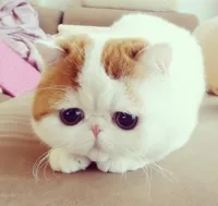 Sad Cat