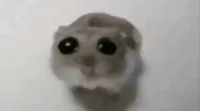 Sad Hamster