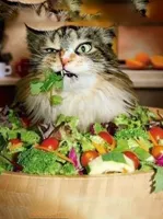 salad-cat