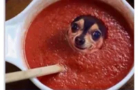 Sauce dog