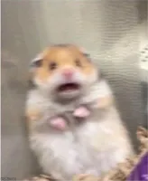 scared hamster 