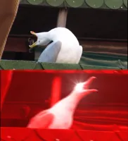 Screaming bird