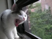 Screaming Cat