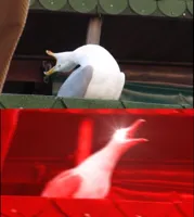 screaming seagull