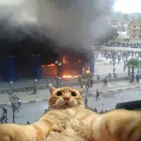 Selfie cat