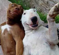 selfie dogs