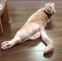 Sexy Cat