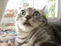 shocked cat