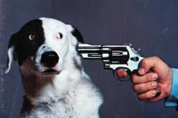 Shoot this dog