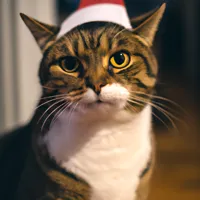 silly cat with christmass hat looking at camera