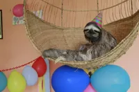 Sloth Hammock Birthday