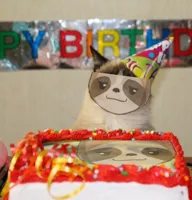 Sloth happy birthday grumpy cat