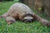 Sloth Monday