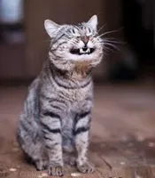 smiling cat