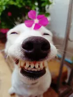 smiling dog 