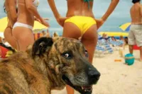 soon meme -dog bikini