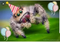 Spider birthday