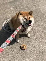 Squishy doggo leash